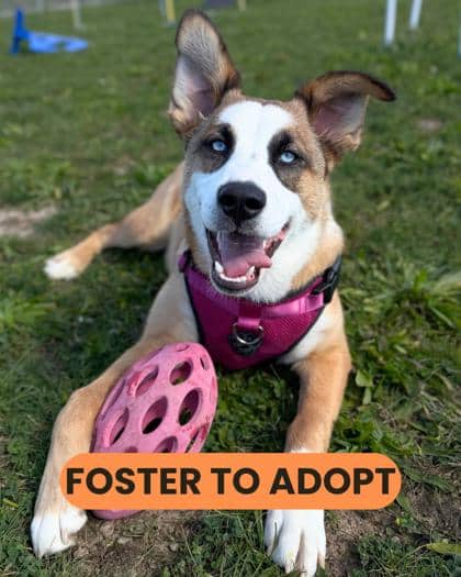 Margo - Shepherd/Mix available for adoption at Humane Society London & Middlesex in London