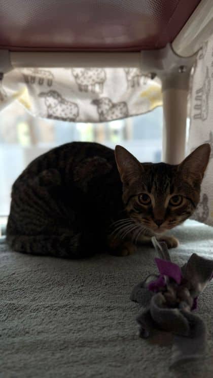 Lily - Domestic Shorthair/Mix available for adoption