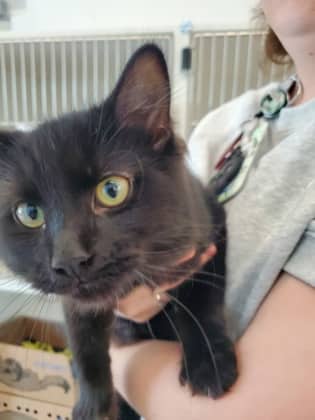 Cinder - Domestic Medium Hair/Mix available for adoption
