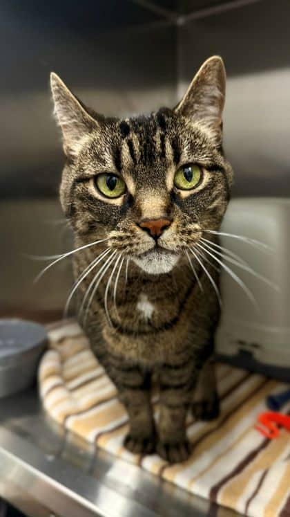 Millie - Domestic Shorthair/Mix cat available for adoption at Humane Society London & Middlesex in London