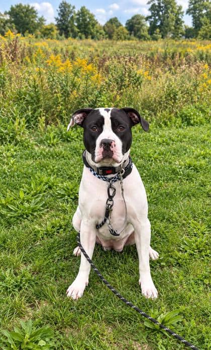 Storm - Bulldog, American/Mix available for adoption at Humane Society London & Middlesex in London