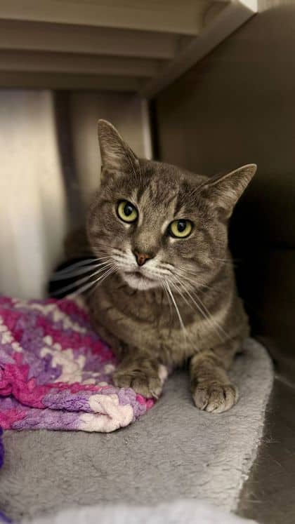 Wolf - Domestic Shorthair/Mix cat available for adoption at Humane Society London & Middlesex in London