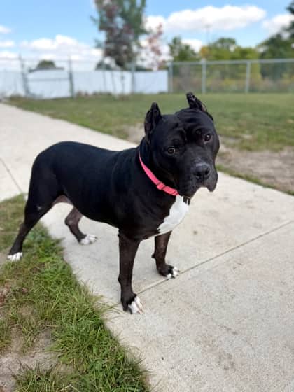 Amari - Bulldog, American/Mix available for adoption