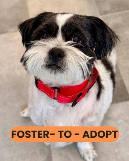 Rocky - Shih Tzu/Mix available for adoption at Humane Society London & Middlesex in London