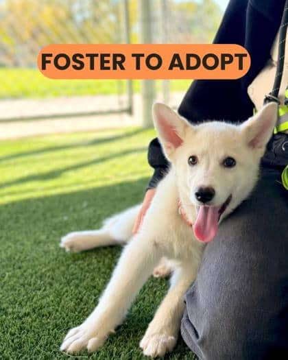 Georgie - Mixed Breed available for adoption at Humane Society London & Middlesex in London