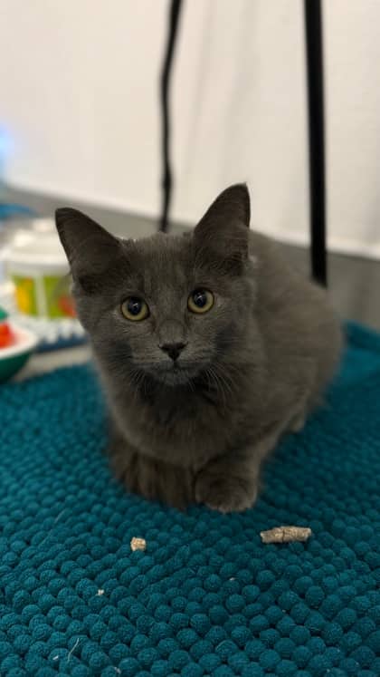 Perry - Domestic Medium Hair/Mix cat available for adoption at Humane Society London & Middlesex in London