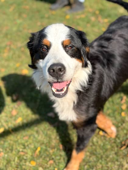 Arlo - Bernese Mountain Dog/Mix available for adoption at Humane Society London & Middlesex in London