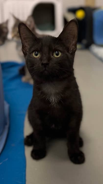 Teeter - Domestic Shorthair/Mix available for adoption