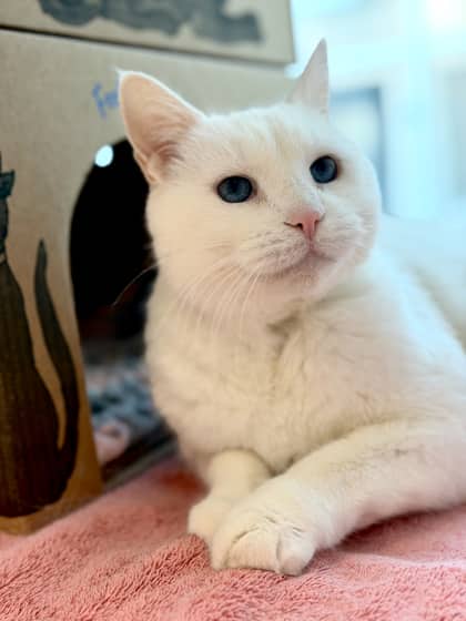 Chia - Domestic Shorthair/Mix available for adoption