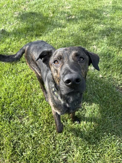 Taz - Belgian Malinois/Mix available for adoption at Humane Society London & Middlesex in London