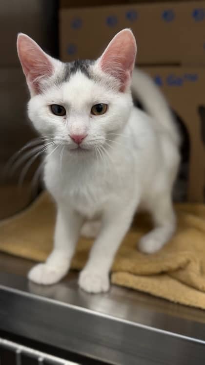 Rogue - Domestic Shorthair/Mix available for adoption