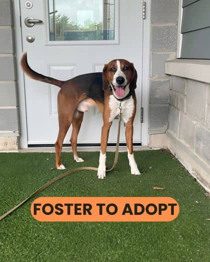 Fynn - Foxhound, American/Mix available for adoption at Humane Society London & Middlesex in London