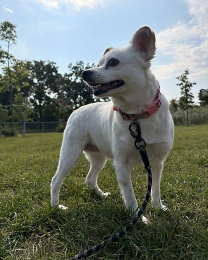 Lychee - Terrier/Pomeranian available for adoption at Humane Society London & Middlesex in London