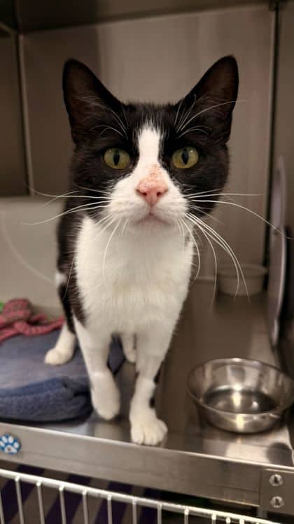 Cha cha - Domestic Shorthair/Mix cat available for adoption at Humane Society London & Middlesex in London