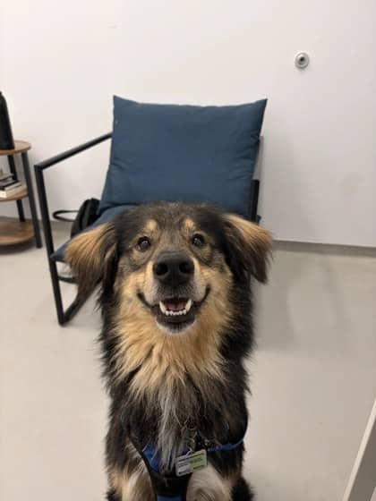 Mylo - Shepherd/Mix available for adoption at Humane Society London & Middlesex in London