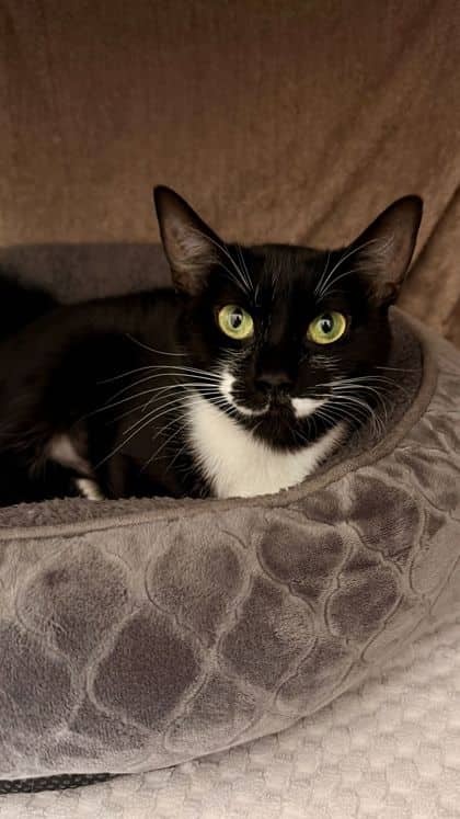 Panther - Domestic Shorthair/Mix cat available for adoption at Humane Society London & Middlesex in London