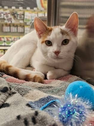 Daisy - Domestic Shorthair/Mix available for adoption