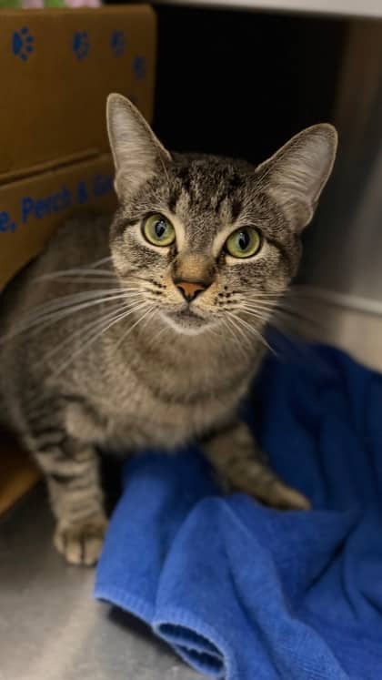 Fulleffort - Domestic Shorthair/Mix cat available for adoption at Humane Society London & Middlesex in London