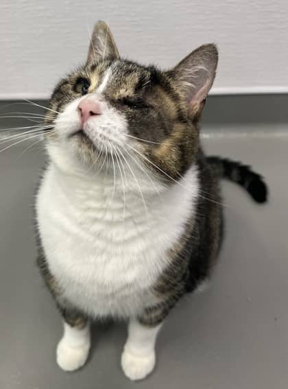 Sasha - Domestic Shorthair/Mix cat available for adoption at Humane Society London & Middlesex in London