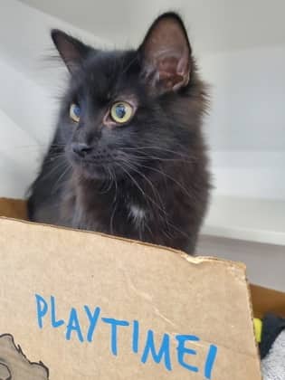 Ash - Domestic Medium Hair/Mix cat available for adoption in Calgary