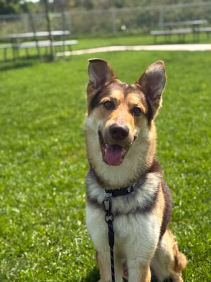 Seymour - Siberian Husky/Mix available for adoption at Humane Society London & Middlesex in London