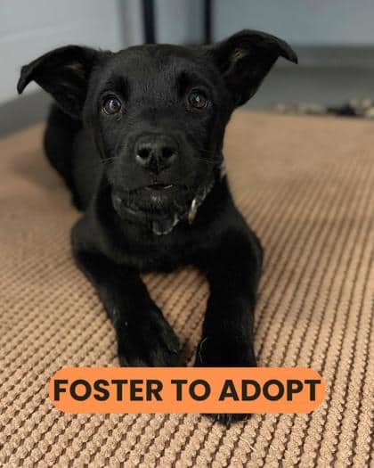 Yukon - Mixed Breed available for adoption at Humane Society London & Middlesex in London