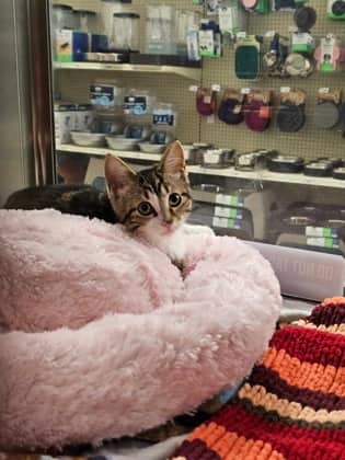 Samba - Domestic Shorthair/Mix available for adoption