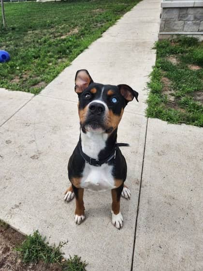Boi - Mixed Breed available for adoption at Humane Society London & Middlesex in London