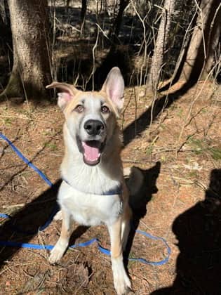 Skubal - Siberian Husky/Mix available for adoption at Humane Society London & Middlesex in London