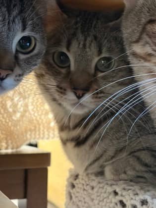 Jaguar - Bengal/Mix cat available for adoption at Humane Society London & Middlesex in London