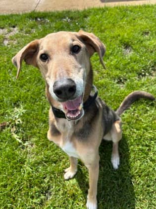 Drax - Greyhound/Mix available for adoption at Humane Society London & Middlesex in London