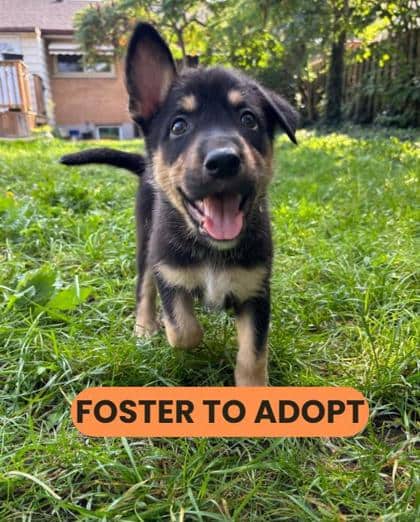Toes - Mixed Breed available for adoption at Humane Society London & Middlesex in London