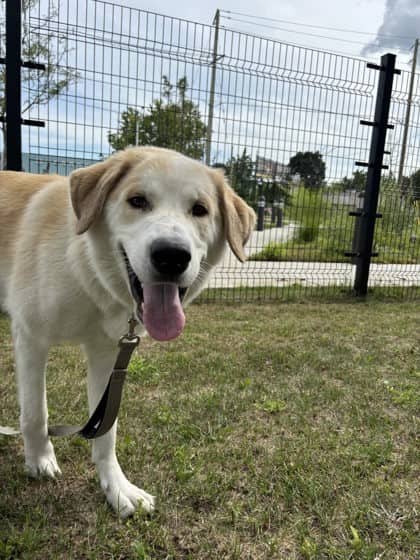 Abigail - Alaskan Malamute/Great Pyrenees available for adoption