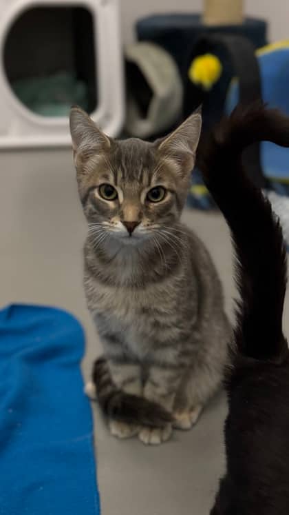 Benji - Domestic Shorthair/Mix available for adoption