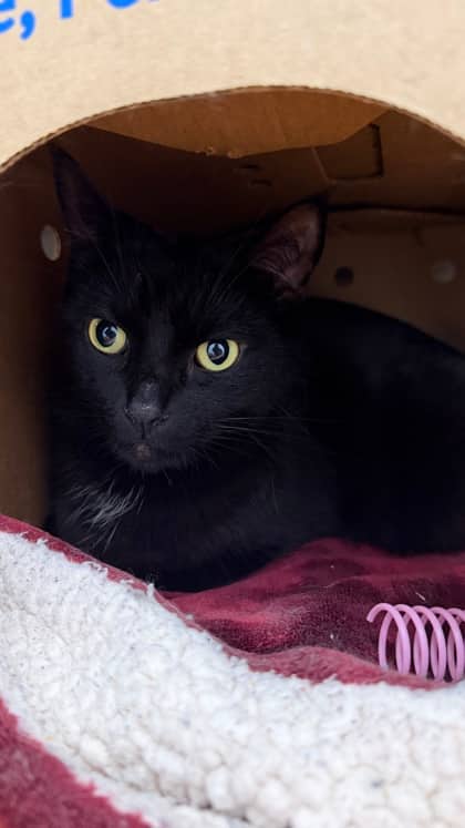 Kirby - Domestic Shorthair/Mix cat available for adoption at Humane Society London & Middlesex in London