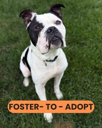 Sparky - Bulldog/Mix available for adoption at Humane Society London & Middlesex in London