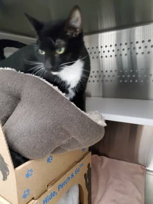 Chin - Domestic Shorthair/Mix cat available for adoption in Calgary