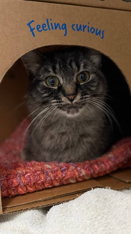 Albus - Domestic Medium Hair/Mix cat available for adoption at Humane Society London & Middlesex in London