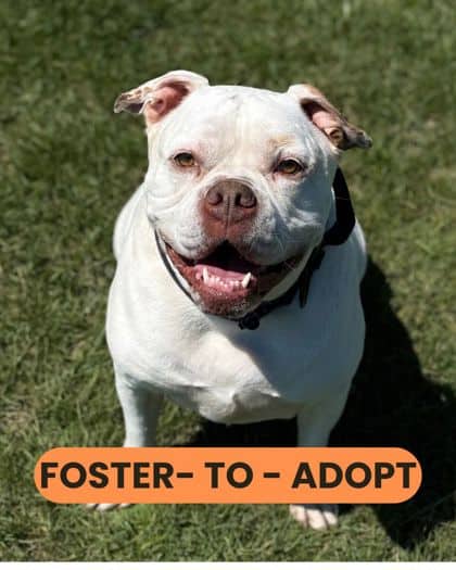 Monty - Bulldog, American/Mix available for adoption at Humane Society London & Middlesex in London