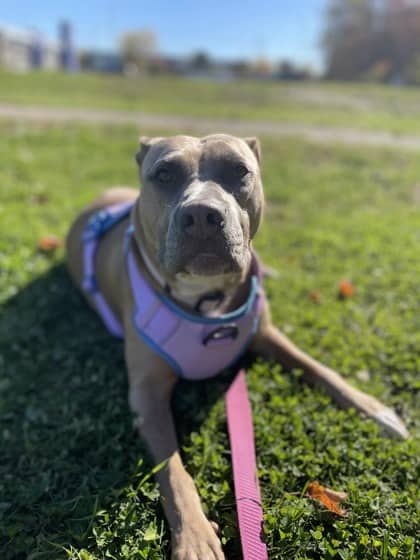 Baby - Bulldog/Mix available for adoption