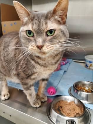 Cinnabon - Domestic Shorthair/Mix cat available for adoption in Calgary