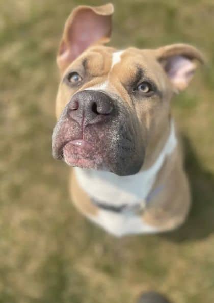 Yoyo - Chinese Shar-Pei/Mix available for adoption