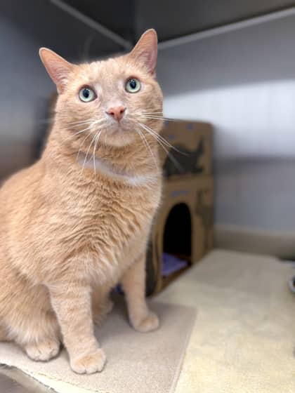 Leo - Domestic Shorthair/Mix cat available for adoption at Humane Society London & Middlesex in London