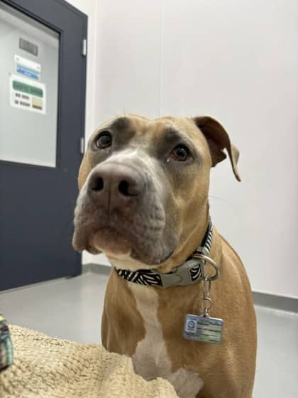 Baby - Bulldog/Mix available for adoption at Humane Society London & Middlesex in London