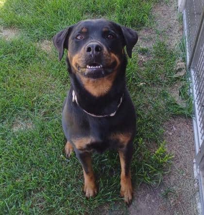 Jojo - Rottweiler/Mix available for adoption at Humane Society London & Middlesex in London