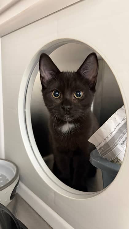 Severus - Domestic Shorthair/Mix available for adoption