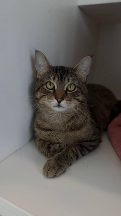 Intrepido - Domestic Shorthair/Mix cat available for adoption at Humane Society London & Middlesex in London