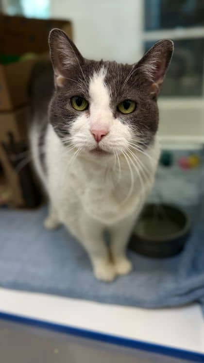 Sunshine - Domestic Shorthair/Mix cat available for adoption at Humane Society London & Middlesex in London