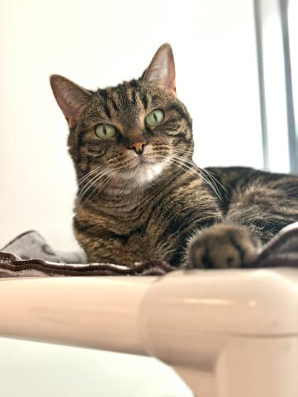 Bridget - Domestic Shorthair/Mix available for adoption
