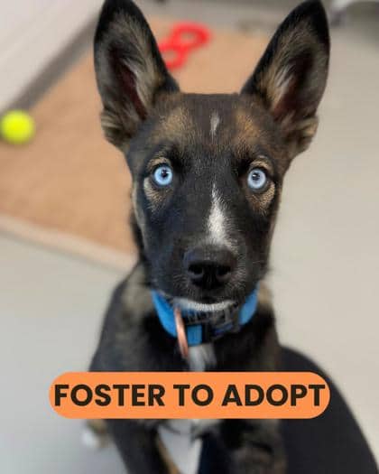 Columbia - Mixed Breed available for adoption at Humane Society London & Middlesex in London